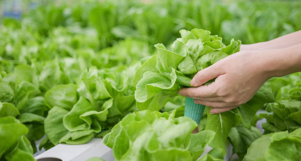 农民在大棚里收获黄油头生菜，农场里新鲜的水培蔬菜。水培有机农场新鲜蔬菜图片下载