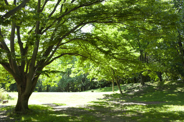 绿色的树图片下载