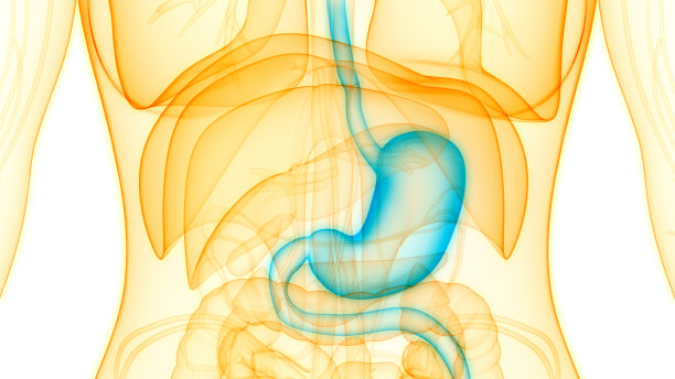 人体消化系统胃解剖学图片下载