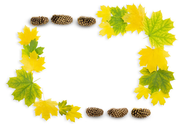 黄色和绿色的枫叶和球果在白色孤立的背景。秋天的框架图片下载