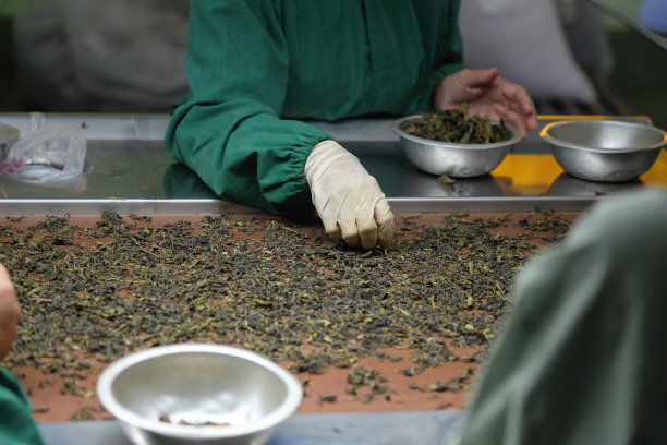 工人们在茶叶加工中挑选最好的茶叶，以生产出最高品质的茶叶。图片下载