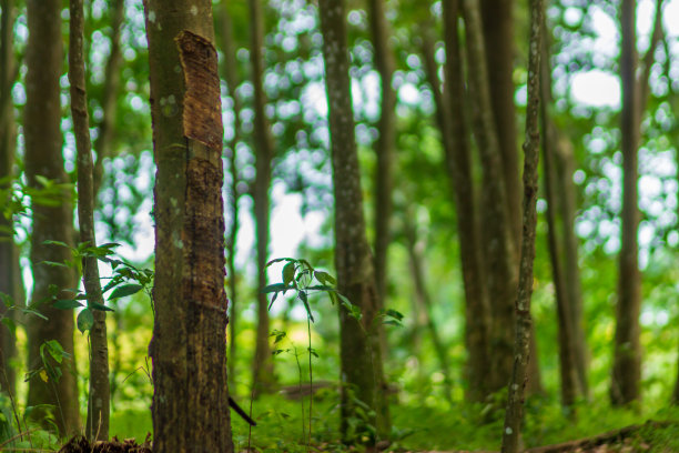 绿色和新鲜橡胶树合影，相框。自然模糊背景。图片下载
