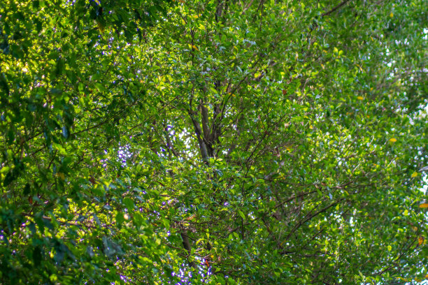 绿色丁香叶照片与自然光线在热带森林图片下载