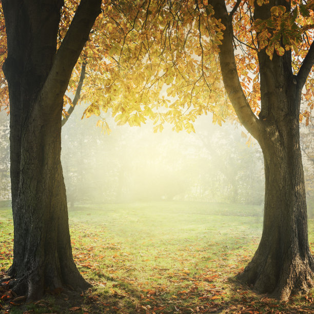 秋天的树图片下载
