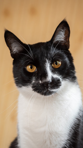 家猫在楼梯上的照片图片下载