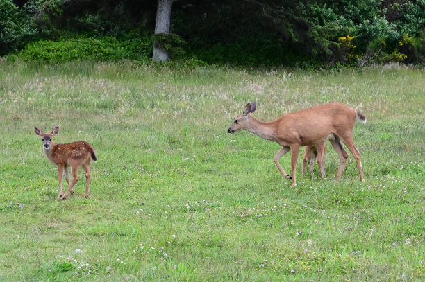 在美国华盛顿的海洋海岸，母鹿和她的两只小鹿。图片下载