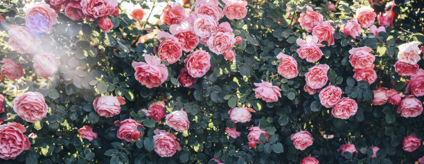 精美的艺术形象美丽的粉彩玫瑰在花园。图片下载