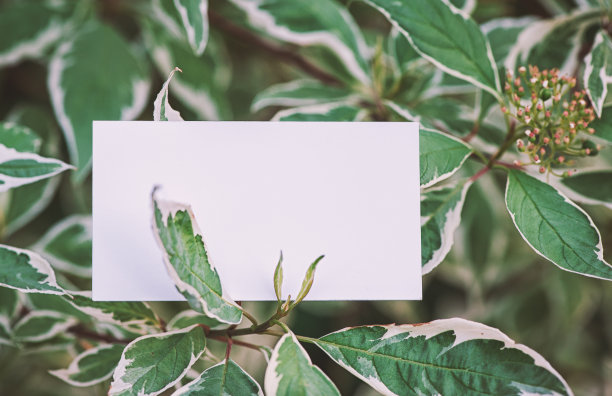 在绿叶上模拟白色的空纸卡图片下载
