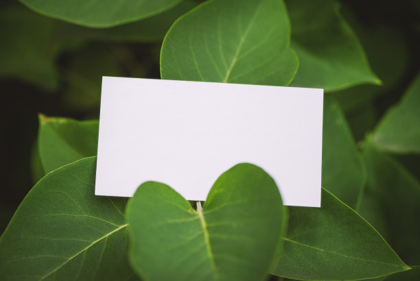 在绿叶上模拟白色的空纸卡图片下载