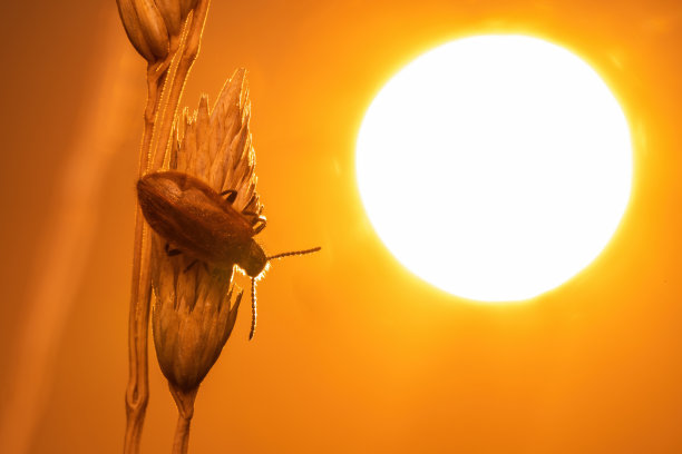 日出时玉米上的棕色甲虫图片下载