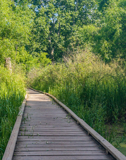 沼泽林地中被自然环绕的木板路图片下载