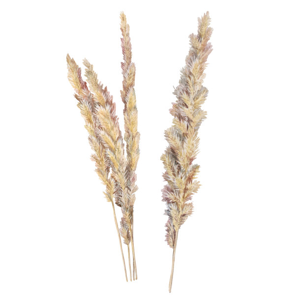 设置水彩波西米亚花束干花孤立在白色背景。手绘米色小穗。婚礼庆祝邀请的自然剪纸。创意对象卡片，墙纸包装，纺织品图片下载