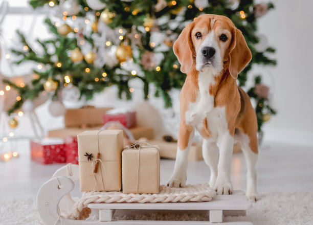 圣诞节的比格犬图片下载