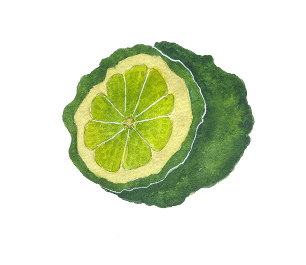 佛手柑的水彩插图。香柠檬片。图片下载