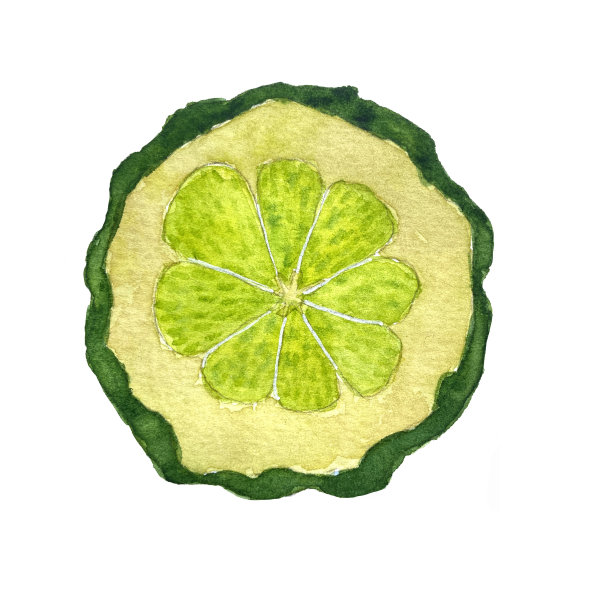 佛手柑的水彩插图。片bergamt。图片下载