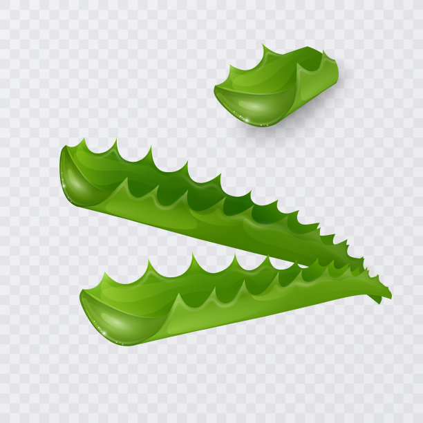 新鲜芦荟切片芦荟分离上图片下载