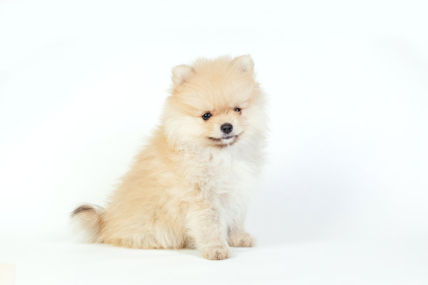 可爱的博美小狗在白色的背景。图片下载