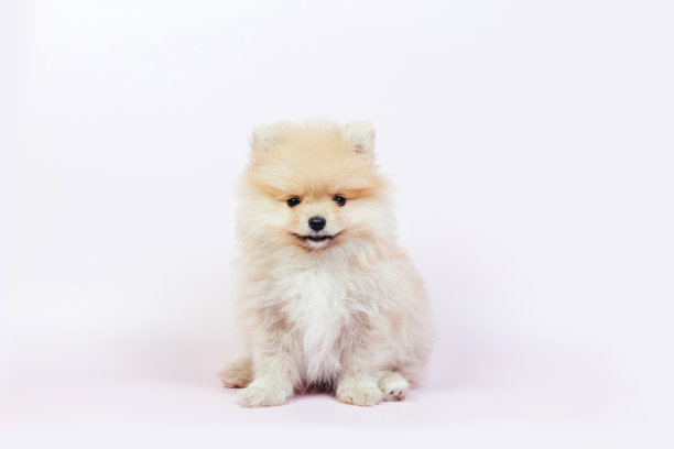 可爱的博美小狗在白色的背景。图片下载