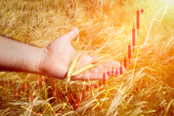 小麦价格上涨。股票图表与上升的背景成熟小麦在人的手和麦田。世界粮食危机概念，粮食作物短缺图片下载