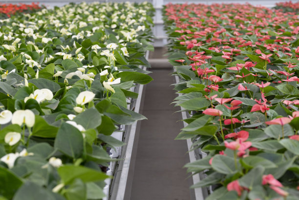 温室里一排排盛开的红掌植物图片下载