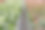 温室里一排排盛开的红掌植物图片下载