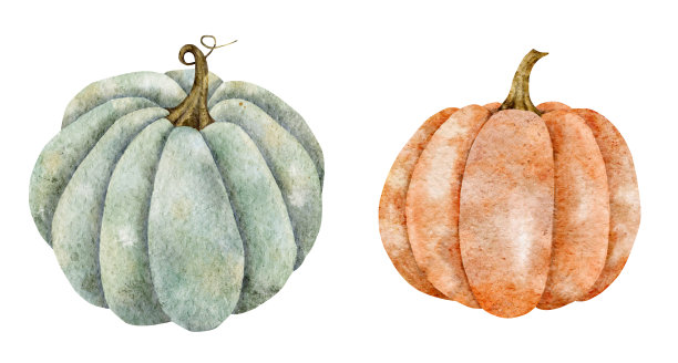 水彩南瓜，秋季插图孤立在白色背景图片下载