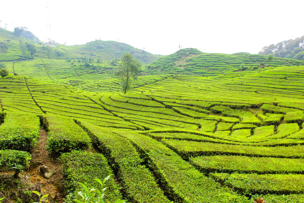 印尼Ciwidey的茶园和树木。绿色的自然背景图片下载
