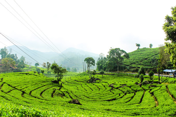 印尼Ciwidey的茶园和树木。绿色的自然背景图片下载