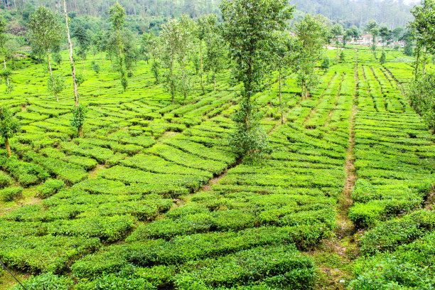 印尼Ciwidey的茶园和树木。绿色的自然背景图片下载
