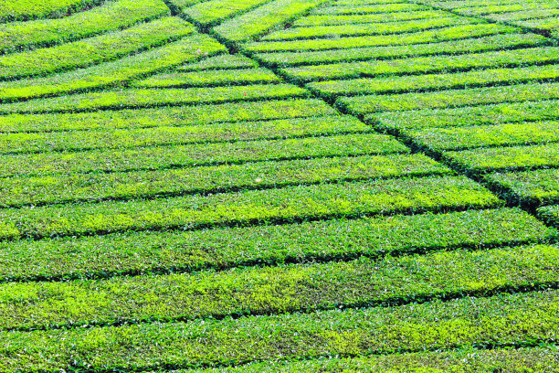 印尼Ciwidey的茶园和树木。绿色的自然背景图片下载