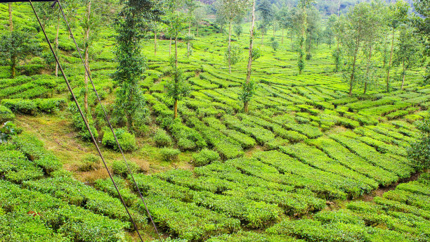印尼Ciwidey的茶园和树木。绿色的自然背景图片下载