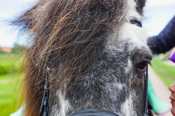 小马的眼睛和前额图片下载
