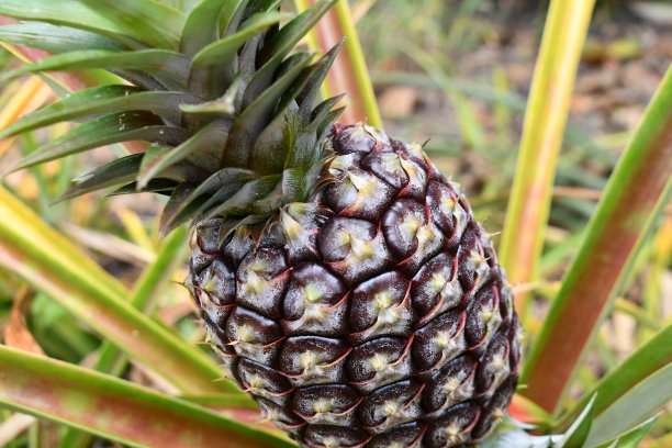 菠萝# 1图片下载