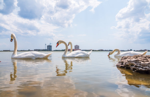 一大群优雅的白天鹅在湖里游弋，天鹅在野外图片下载