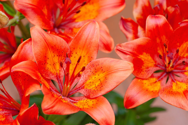 橘黄色的百合在花园里盛开图片下载