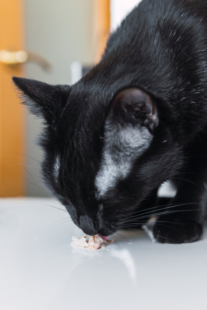 黑猫在厨房桌子上吃金枪鱼小吃当午餐。图片下载