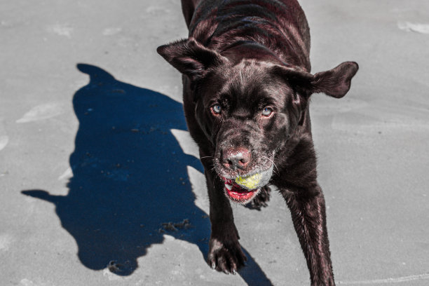 在沙滩上玩球的拉布拉多犬图片下载