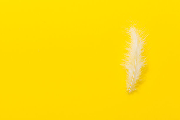 色彩鲜艳的背景染色鸟羽毛彩色背景，俯视图。本空间图片下载