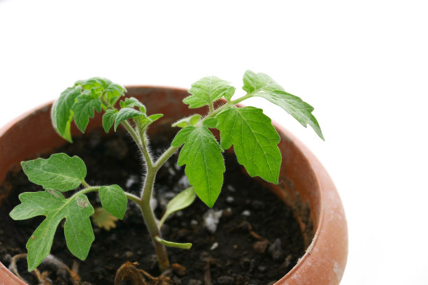番茄幼苗种植在白色地面花盆的特写图片下载