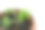 番茄幼苗种植在白色地面花盆的特写图片下载