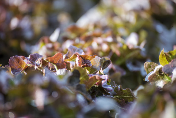 农场蔬菜沙拉红橡树生菜。近新鲜有机水培菜场生产红绿沙拉水培农场。绿色有机种植农场的红橡树生菜沙拉。图片下载