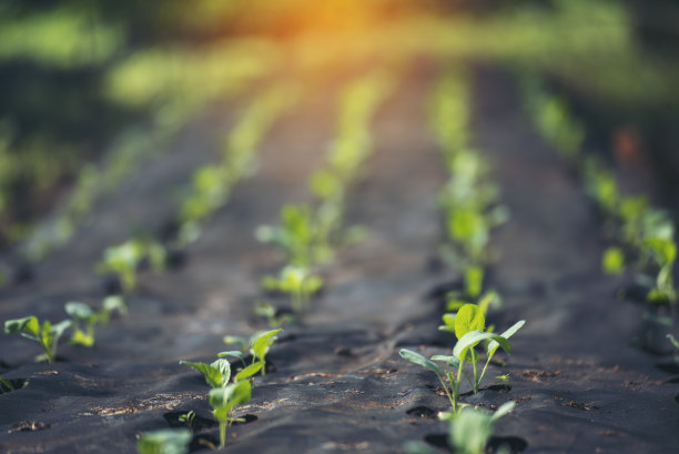 沙拉农场蔬菜绿色的橡树生菜。近距离新鲜有机水培菜场生产蔬菜沙拉水培农场。绿色有机种植农场的绿色橡树生菜沙拉图片下载