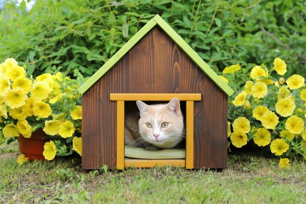 猫在宠物屋在绿色的夏季花园。图片下载
