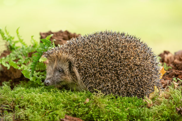 刺猬在夏天。学名:Erinaceus Europaeus。野生的，原生的欧洲刺猬，在天然林地栖息地与蕨类植物和绿色苔藓。面临着离开了。特写镜头。图片下载