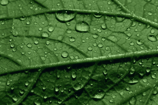 黄瓜叶片呈绿色水滴状，宏观图片下载