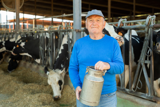 上了年纪的男主人拿着牛奶，和一群奶牛一起站在农场的牛栏上图片下载