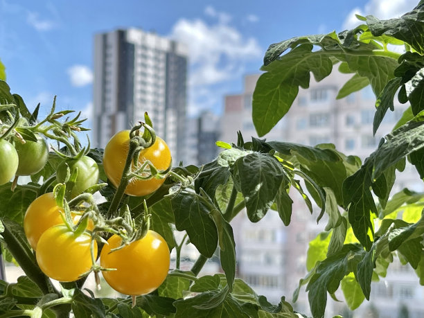 自家种的西红柿图片下载