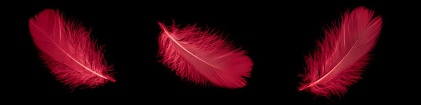 黑色孤立背景上的一根红鹅毛图片下载