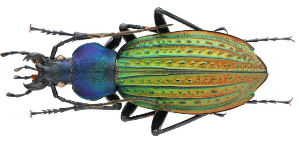 昆虫标本采集:Carabus (Apotomopterus) davidis davidis Deyrolle & Fairmaire, 1878年图片下载