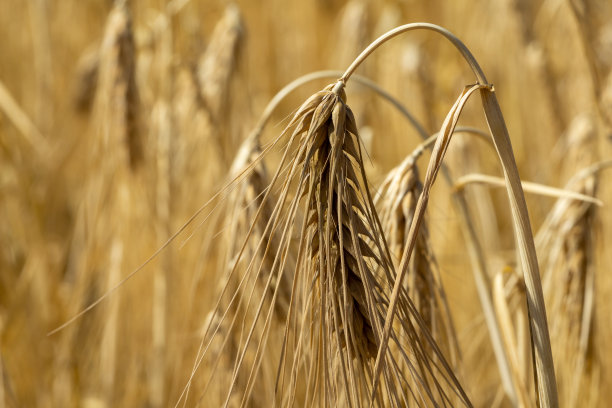 夏天的麦穗图片下载